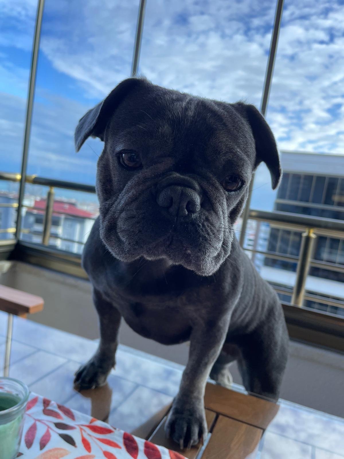 Mocha — French Bulldog, 2023 to 2026